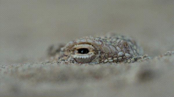 沙漠动物军团,申请出战! 沙漠动物军团,申请出战!