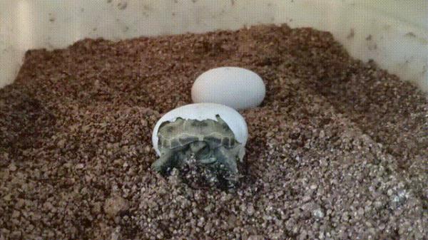 沙漠动物军团,申请出战! 沙漠动物军团,申请出战!