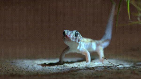 沙漠动物军团,申请出战! 沙漠动物军团,申请出战!