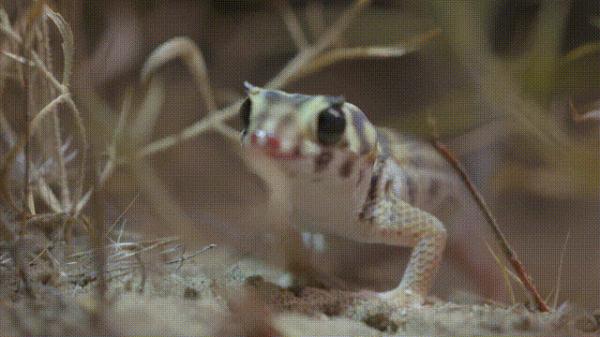 沙漠动物军团,申请出战! 沙漠动物军团,申请出战!