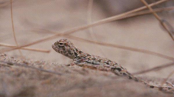 沙漠动物军团,申请出战! 沙漠动物军团,申请出战!