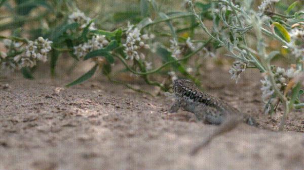 沙漠动物军团,申请出战! 沙漠动物军团,申请出战!