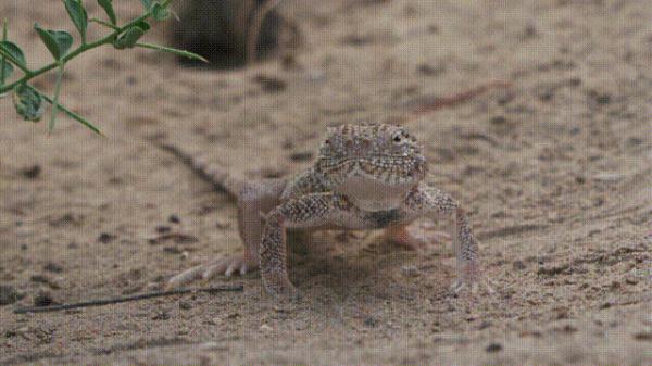 沙漠动物军团,申请出战! 沙漠动物军团,申请出战!