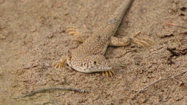 沙漠动物军团,申请出战! 沙漠动物军团,申请出战!