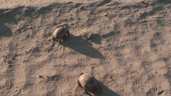 沙漠动物军团,申请出战! 沙漠动物军团,申请出战!