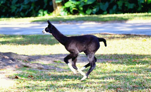 当报警这件“小事”，被动物学会了