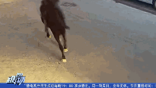 男子路上“策马奔腾”,潇洒一回代价太大 男子路上“策马奔腾”,潇洒一回代价太大