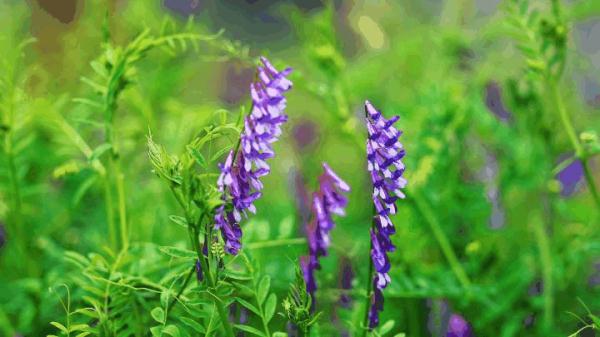 苏东坡最喜欢的“元修菜”，究竟是啥味道？