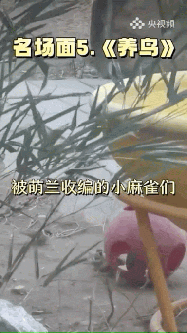 在下“西直门三太子”萌兰，绝活儿一字马！期待“丫丫”回国和我做邻居