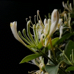 突然钻心痛,男子被紧急送医!元凶竟是每天喝的这杯茶? 突然钻心痛,男子被紧急送医!元凶竟是每天喝的这杯茶?