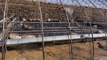 养殖户的悲剧，家畜成“黑炭”…