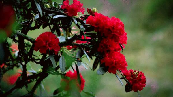 你见过春风的样子么？