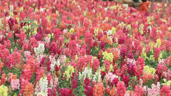 你见过春风的样子么？