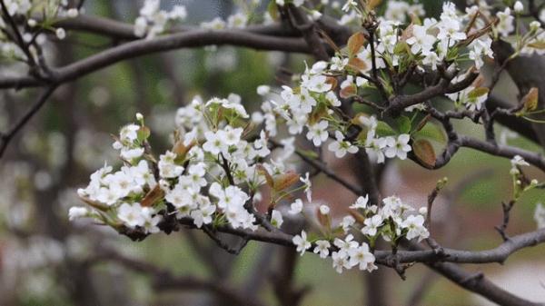 你见过春风的样子么？