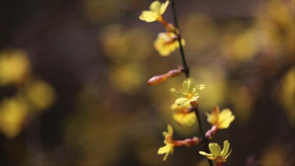 你见过春风的样子么？