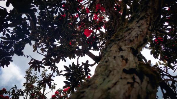 你见过春风的样子么？