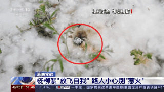 警惕！又到杨柳絮纷飞季 路人小心别“惹火”