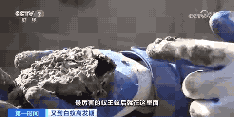 危险！浙江一水库大坝惊现蚁巢，竟有超百万只白蚁？