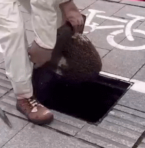 杭州一路面不停飞出虫子！撬开一看头皮发麻……