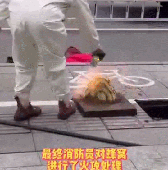 杭州一路面不停飞出虫子！撬开一看头皮发麻……