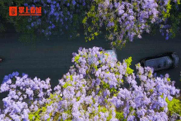 “蓝花楹能吃吗？” 网友发出一个很云南的灵魂拷问……
