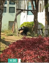 天选倒霉熊“缘小”再上热搜!网友:哈哈哈哈 天选倒霉熊“缘小”再上热搜!网友:哈哈哈哈