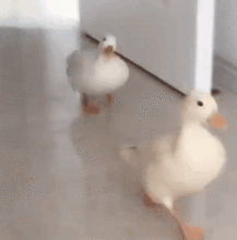 宠物鸭散步被掳差点成“老鸭煲”,行拘! 宠物鸭散步被掳差点成“老鸭煲”,行拘!