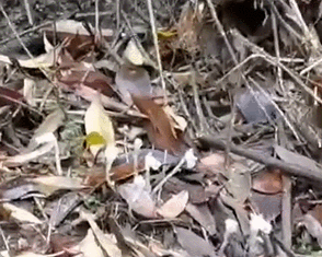 武侠小说中能“起死回生”的“幽灵草”现身广西，它的真实名字是……