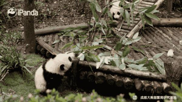 第一次见吃竹子，吃到手忙脚乱的大熊猫～