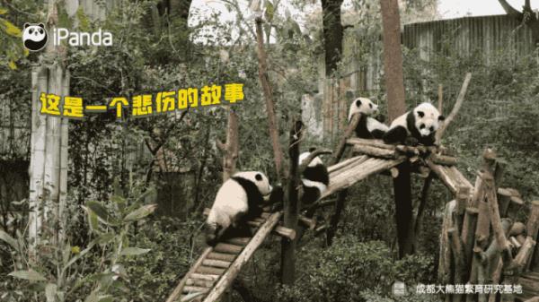 第一次见吃竹子，吃到手忙脚乱的大熊猫～
