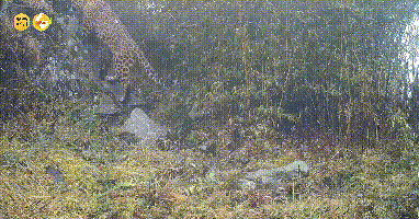 大熊猫、金钱豹、羚牛齐聚光头山
