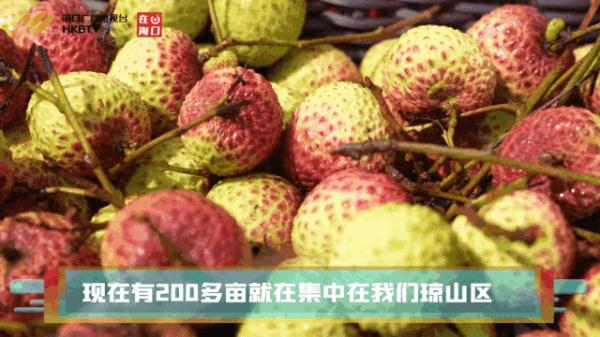 海南这么给“荔”!刚挂果就卖光…… 海南这么给“荔”!刚挂果就卖光……