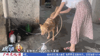 狗子在厂里抓老鼠当模特，月入三千还有工资条！