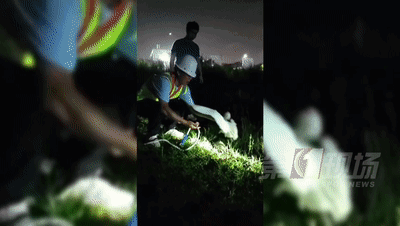 这只小小白鹭牵动了深圳人的心！