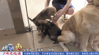 狗子在厂里抓老鼠当模特，月入三千还有工资条！