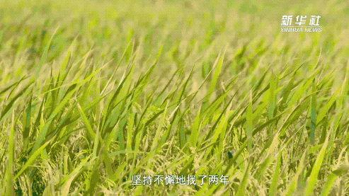 让所有人远离饥饿——袁隆平的故事 让所有人远离饥饿——袁隆平的故事