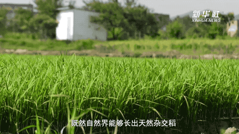 让所有人远离饥饿——袁隆平的故事 让所有人远离饥饿——袁隆平的故事
