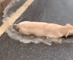 超39℃!橙色预警!厦门或迎今年首个! 超39℃!橙色预警!厦门或迎今年首个!