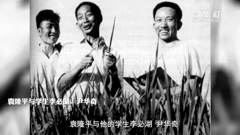 让所有人远离饥饿——袁隆平的故事 让所有人远离饥饿——袁隆平的故事