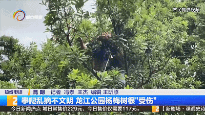 就这么急切这么嘴馋！有人竟然爬到公园景观树上摘果子掰断树枝