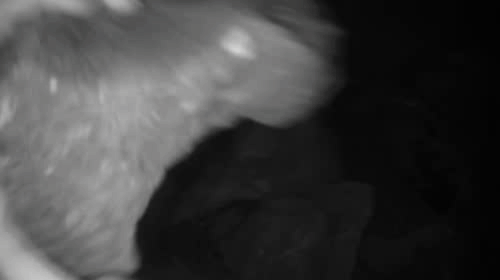 “绝望的小偷”遇到豪华抓捕阵容…“你们不要过来！”