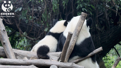 准备接受幼崽们的可爱“暴击”