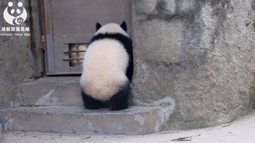 准备接受幼崽们的可爱“暴击”