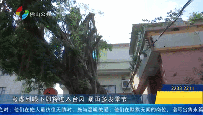 “太丑啦！”古树做“美容”，村民们都不满意......”村委回应：后续会改进！