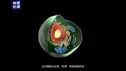 @失眠人 我国科学家发现生物钟紊乱原理！