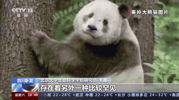 不懂就问，白色大熊猫健康吗？