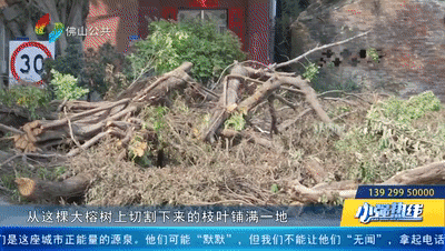 “太丑啦！”古树做“美容”，村民们都不满意......”村委回应：后续会改进！
