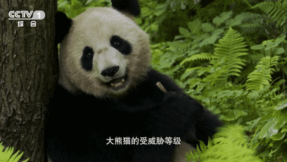 真·铲屎官“爆料”！这些关于大熊猫的知识可能是你的盲点→