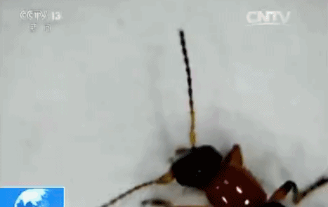 “我的脸被它毁容了”！重要提醒：这种虫千万别拍，毒液堪比硫酸