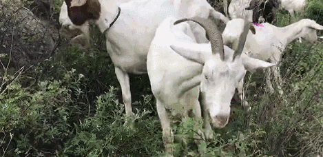 广东阿叔染“怪病”，一查是羊肉惹的祸！医生：爱吃牛羊肉的要注意！